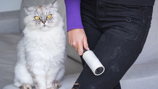 The Simple Solution to Cat Shedding: How a Onesie Can Help Reduce Allergies, Uncleanliness, and Stress
